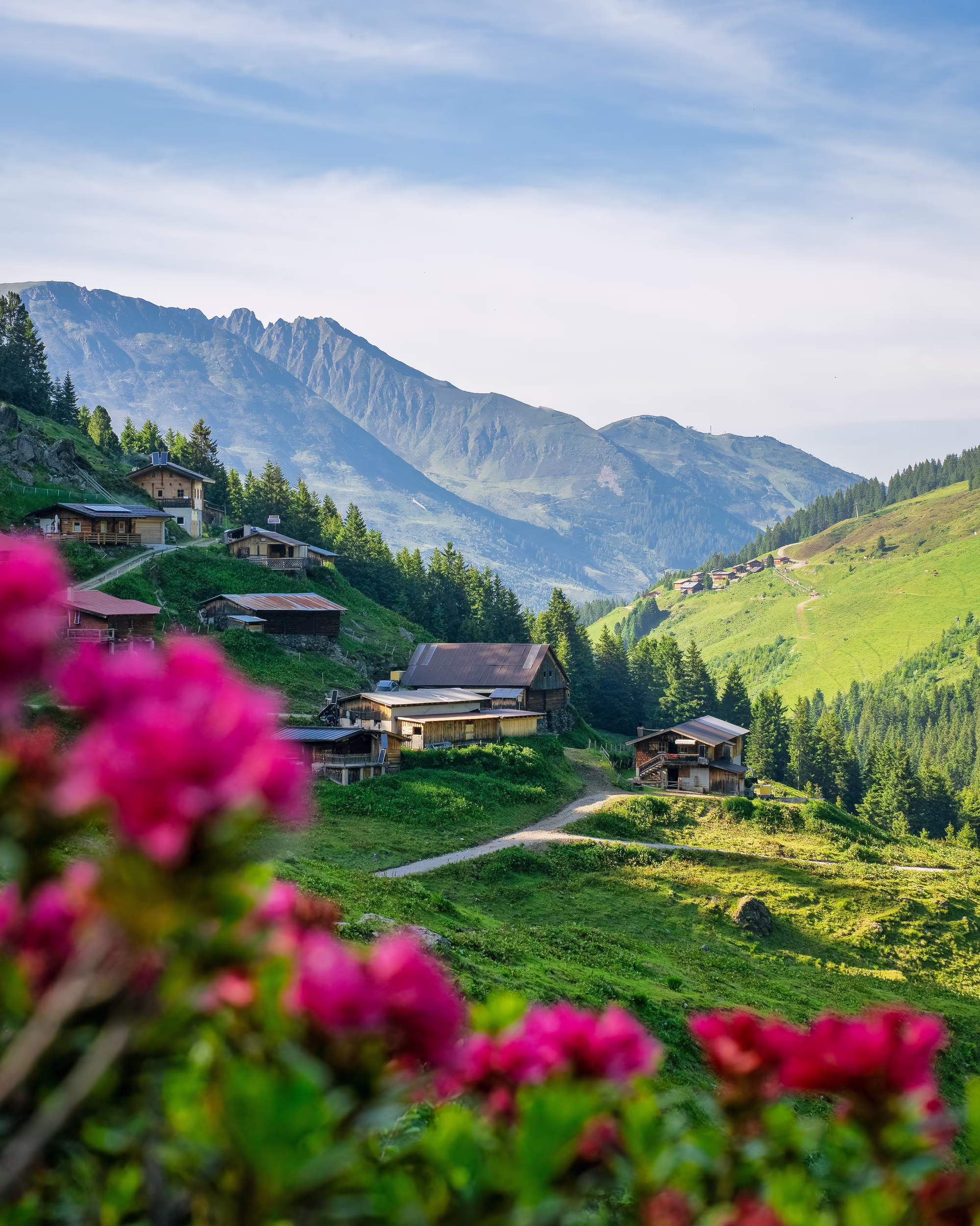 Almrosenzeit in Hochfügen © Erste Ferienregion im Zillertal / Franz Kupfner Almrosenzeit in Hochfügen © Erste Ferienregion im Zillertal / Franz Kupfner