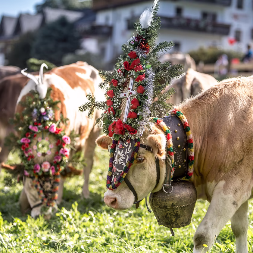 Almabtrieb Zillertal © Erste Ferienregion im Zillertal / Andi Frank